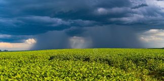 Matopiba, MT e SP plantam soja com umidade do solo acima da média, aponta Geosys
