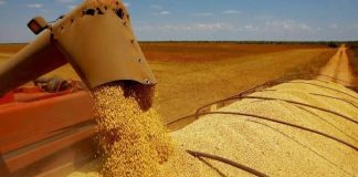 Safra de grãos 2021/2022 tem expectativa recorde, diz ministra