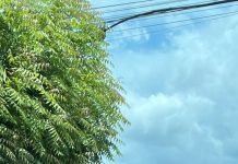 Avião cai em residência, em Balsas