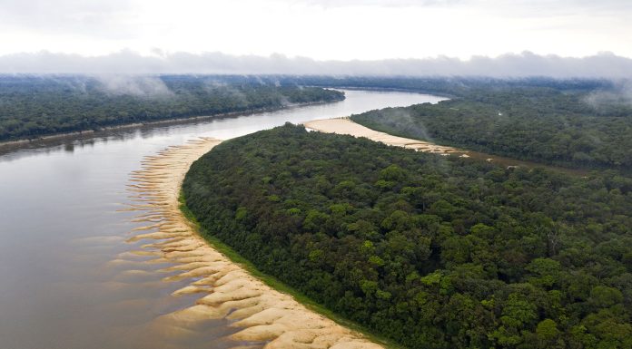 Atividades produtivas de povos indígenas conservam de 114 milhões de árvores na Amazônia