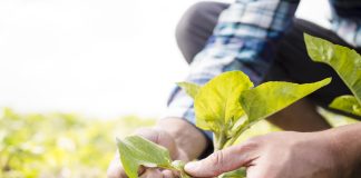 Guerra eleva em até 30% preço dos fertilizantes; agricultores buscam saídas