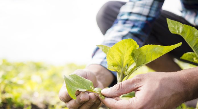 Guerra eleva em até 30% preço dos fertilizantes; agricultores buscam saídas