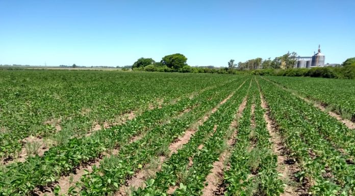 Comunicação do Agro precisa ser diversificada e complementar, recomenda presidente da ABMRA em palestra na ESPM