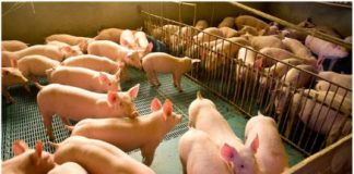 Balsas se destaca na criação de suínos em balanço de desempenho da Pecuária Maranhense