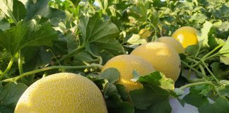 Melão: da Caatinga para o mundo