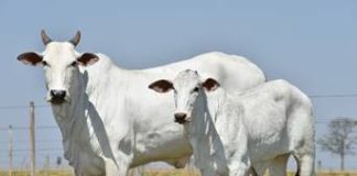 Leilão Nelore JOP oferta 265 animais Nelore importados da Índia, em 15 de maio