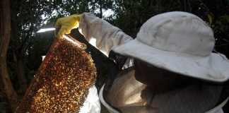 SENAR, EMBRAPA Meio Ambiente e Associação Brasileira de Estudos das Abelhas assinam acordo de cooperação