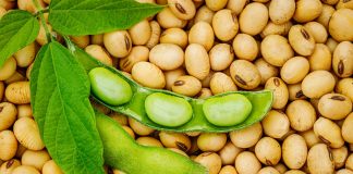 Estudo revela expansão sustentável da soja no matopiba