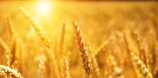 Calor extremo ameaça safra dos EUA