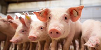 Conceitos de imunonutrição aplicados a suinocultura