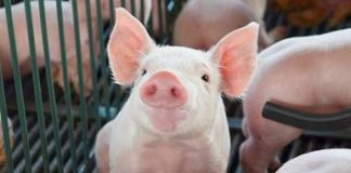 Uso de probióticos promove melhoria na digestibilidade da dieta de suínos