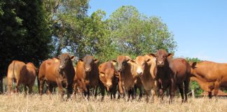 Megaleilão Virtual Montana oferta 60 touros TOP em avaliação genética