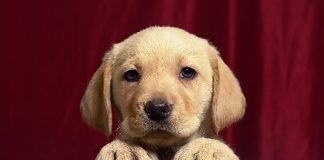 Agosto Verde aborda leishmaniose, doença perigosa que afeta cães e pode ser fatal para as pessoas