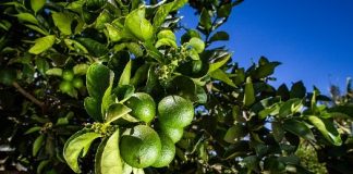 Bactéria transmitida por inseto obriga produtor de frutas cítricas a derrubar árvores