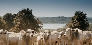 Confina Brasil 2022 vem ao Maranhão, Pará e Tocantins na quarta rota, de 5 a 15 de setembro