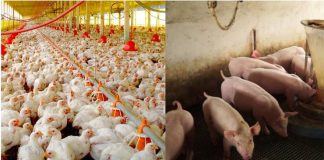 BNB apresenta linhas de crédito em evento da avicultura e suinocultura