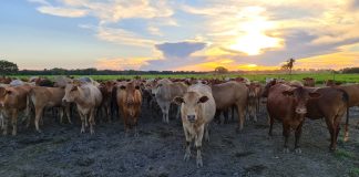 Fazenda do Tocantins avança no melhoramento genético de bovinos da raça Montana