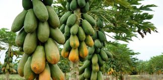 Brasil realiza primeiro curso de certificação de frutas para auditores agropecuários e parceiros