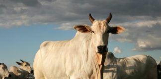 Vetoquinol Saúde Animal recebe três troféus do Top List Rural