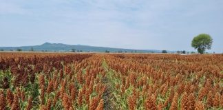 Programa de melhoramento genético de sementes eleva qualidade e rentabilidade do sorgo, indicam especialistas