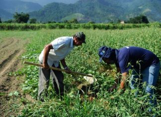 Termina quarta-feira prazo para produtores rurais manterem desconto de até 80% em débitos renegociados com o BNB