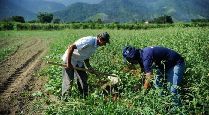 Termina quarta-feira prazo para produtores rurais manterem desconto de até 80% em débitos renegociados com o BNB