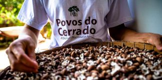 Cerrado em pauta: sociedade civil leva discussão sobre o bioma para a COP27