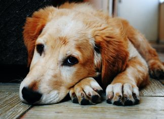 Fogos de artifício são inimigo número 1 dos cães