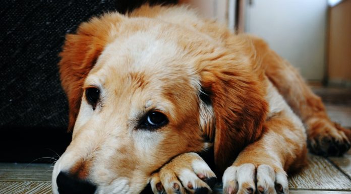 Fogos de artifício são inimigo número 1 dos cães