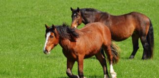 Veja como prevenir as doenças respiratórias em equinos