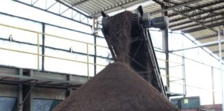 Fertilizante orgânico aumenta produtividade e crescimento da nogueira macadâmia