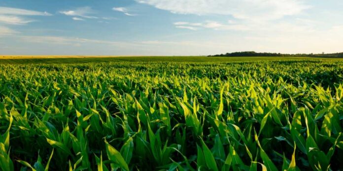 Imagem-agricultura-verde
