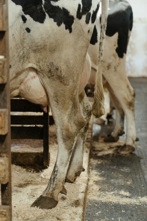 SYNTEC-GRANDES-ANIMAIS-MASTITE-CAUSA-PREJUIZO-AOS-PRODUTORES-FOTO-DIVULGACAO