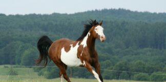 Luxação em equinos: incidência preocupa criadores