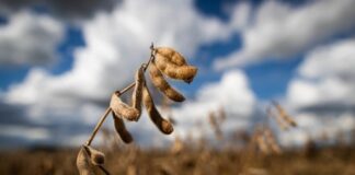 Biossolução contra os nematoides é foco da UPL na Tecnoshow Comigo