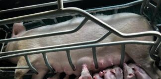 Disgalaxia pós-parto: síndrome pode causar morte de suínas e leitões. Saiba como identificar e tratar