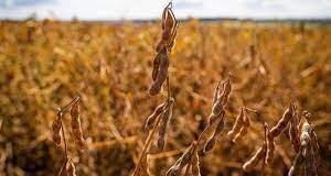 MAPA divulga períodos de vazio sanitário da soja para 2023