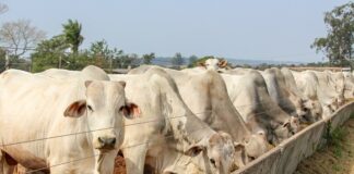 Com reposição favorável, Trouw Nutrition destaca suplementação para melhores resultados durante o Confinar 2023