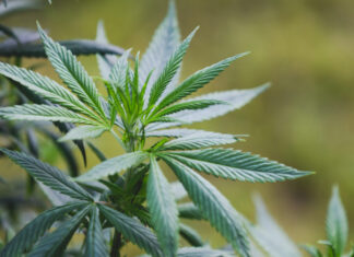 Governo Federal tenta regular o plantio da cannabis medicinal
