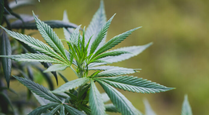 Governo Federal tenta regular o plantio da cannabis medicinal