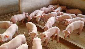 Auster Nutrição Animal estará presente no 15º Simpósio Brasil Sul de Suinocultura