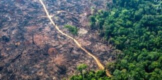 Brasil pode ganhar R$ 776,5 bilhões ao recuperar 12 milhões de hectares de florestas