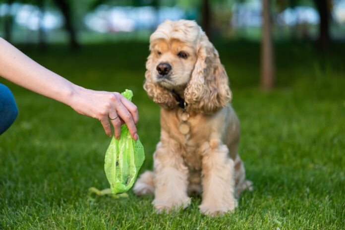 Female hand with dog shit in bag. Picking up dog poop.