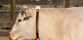 Investimento da Belgo Arames em inovação tecnológica impulsiona monitoramento dos bovinos