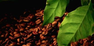 El Niño cria alerta para a cafeicultura: fenômeno aumenta pressão causada por insetos