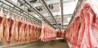 Exportações de carne suína crescem 9,2% em setembro