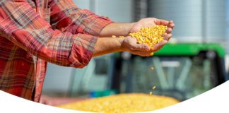 Contaminação por micotoxinas afeta até 69% das amostras de insumos e rações para alimentação animal, aponta pesquisa global da Selko