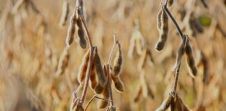 Pressão da mosca-branca sobre a soja deve crescer nesta safra, alerta especialista