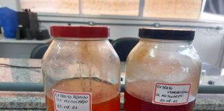 Pesquisadores da UFMA descobrem propriedades fotoprotetoras e antioxidantes na farinha do mesocarpo do babaçu