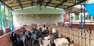 Frigorífico de Balsas recebe selo de inspeção estadual a partir de consultorias do Sebrae